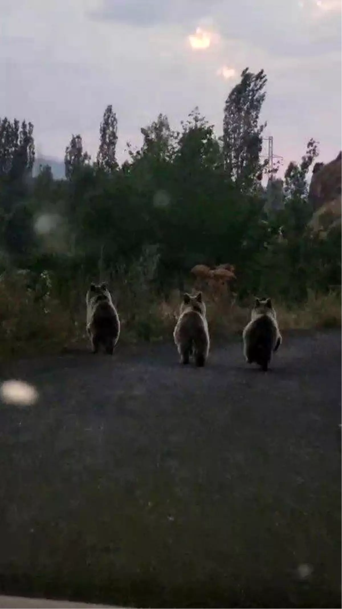 Ayı Ailesi Yolda Görüntülendi