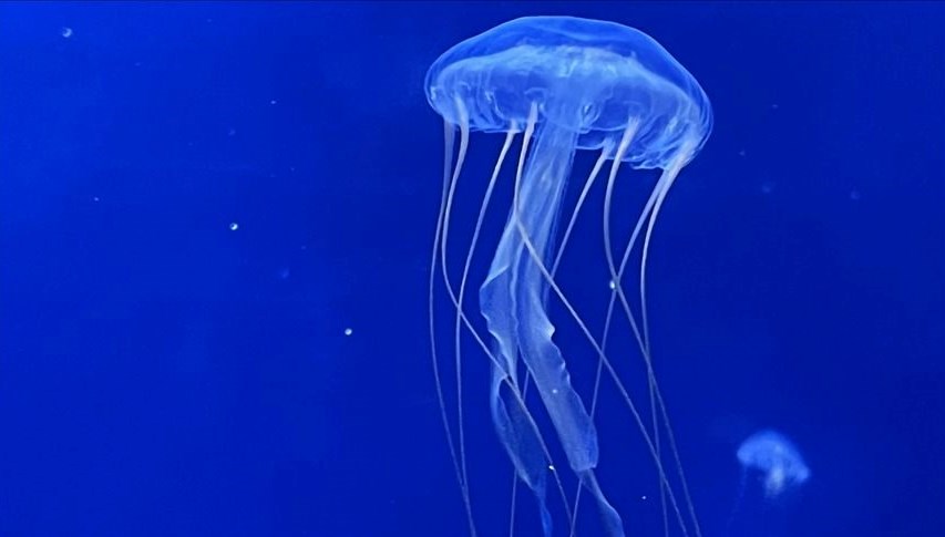 Batı Avrupa’nın en büyük nükleer santralinde alarm: Denizanaları yüzünden kapatıldı