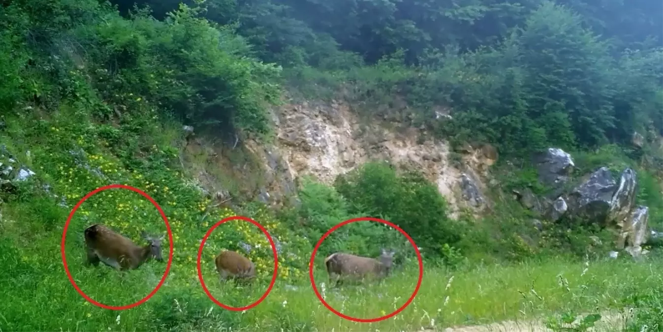 bursada disi kizilgeyikler fotokapanla goruntulendi MhVGClXV