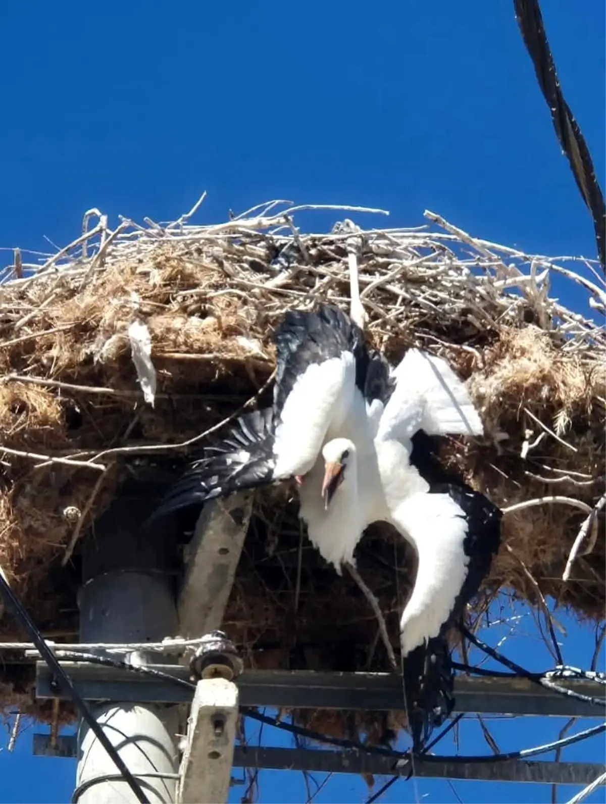 Leylek Elektrik Direğinden Kurtarıldı