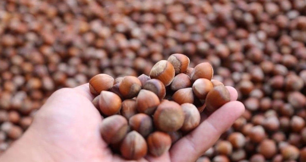 Sol Parti’den Fındık fiyatına tepki: ‘Üretici tekellere mahkûm ediliyor’