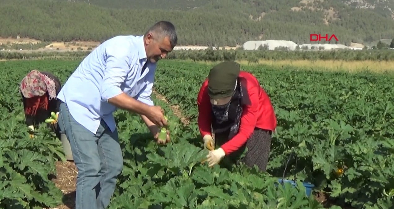 bir ekimde 4 ay boyunca hasat ediliyor kilosu 25 tlden tum dunyaya satiliyor My5RXIag