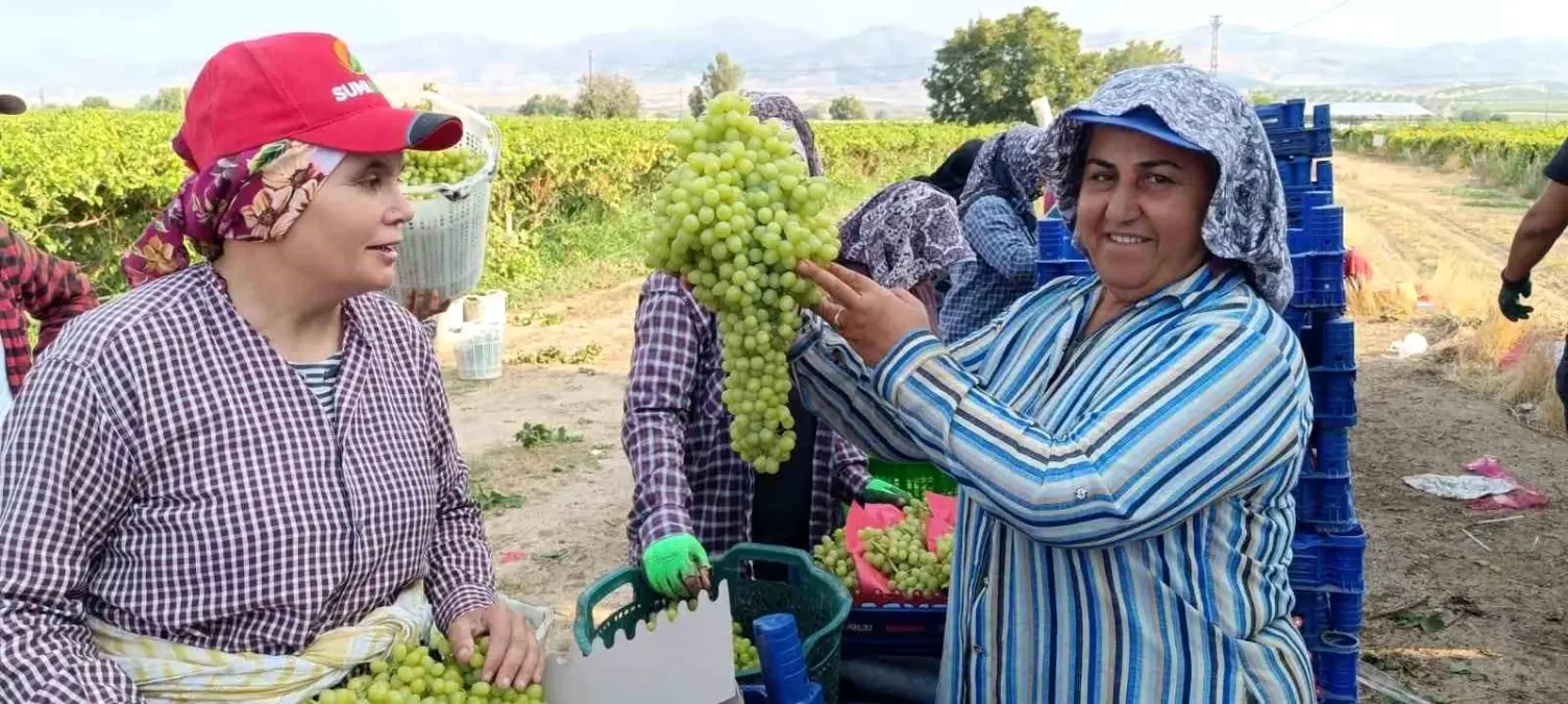 Dev Üzüm Salkımı Sarıgöl’de Bulundu