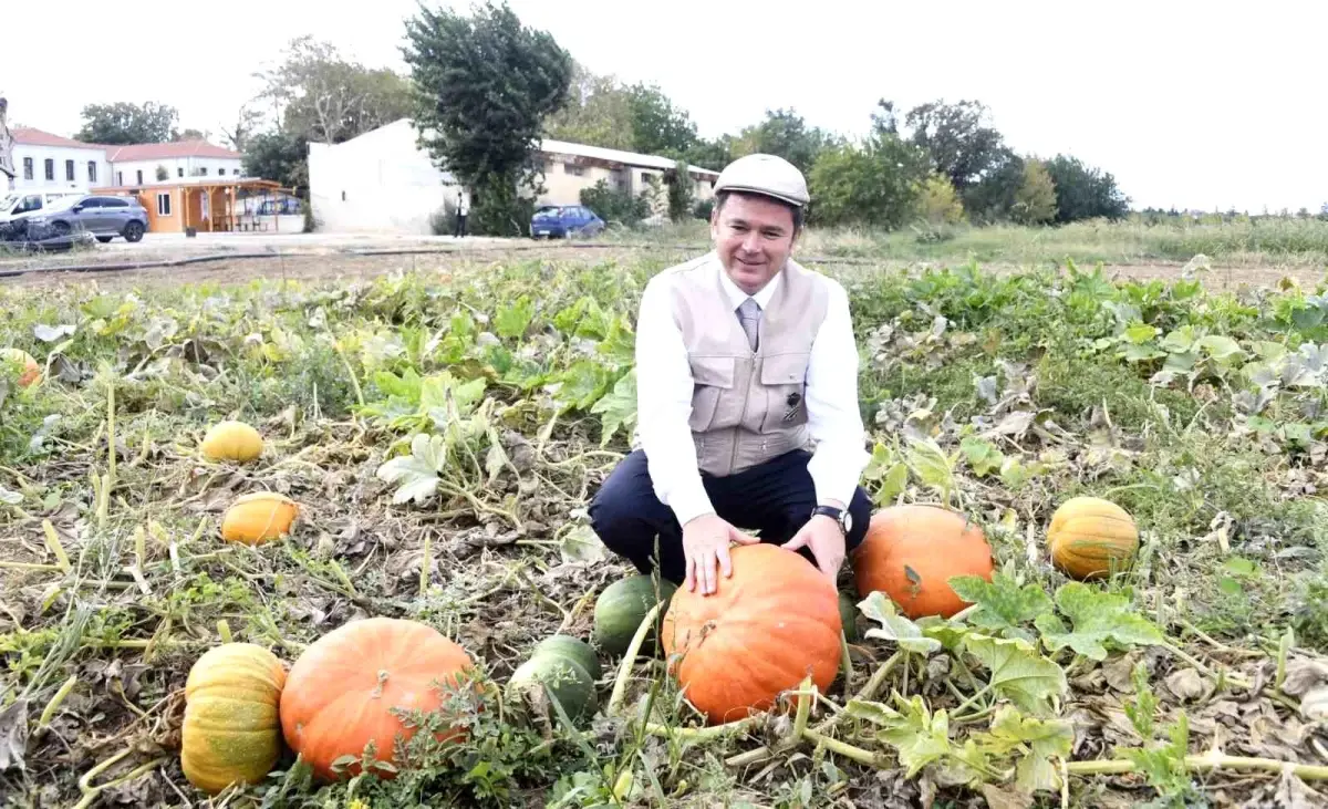 Osmangazi Belediyesi Organik Ürün Hasatına Devam Ediyor