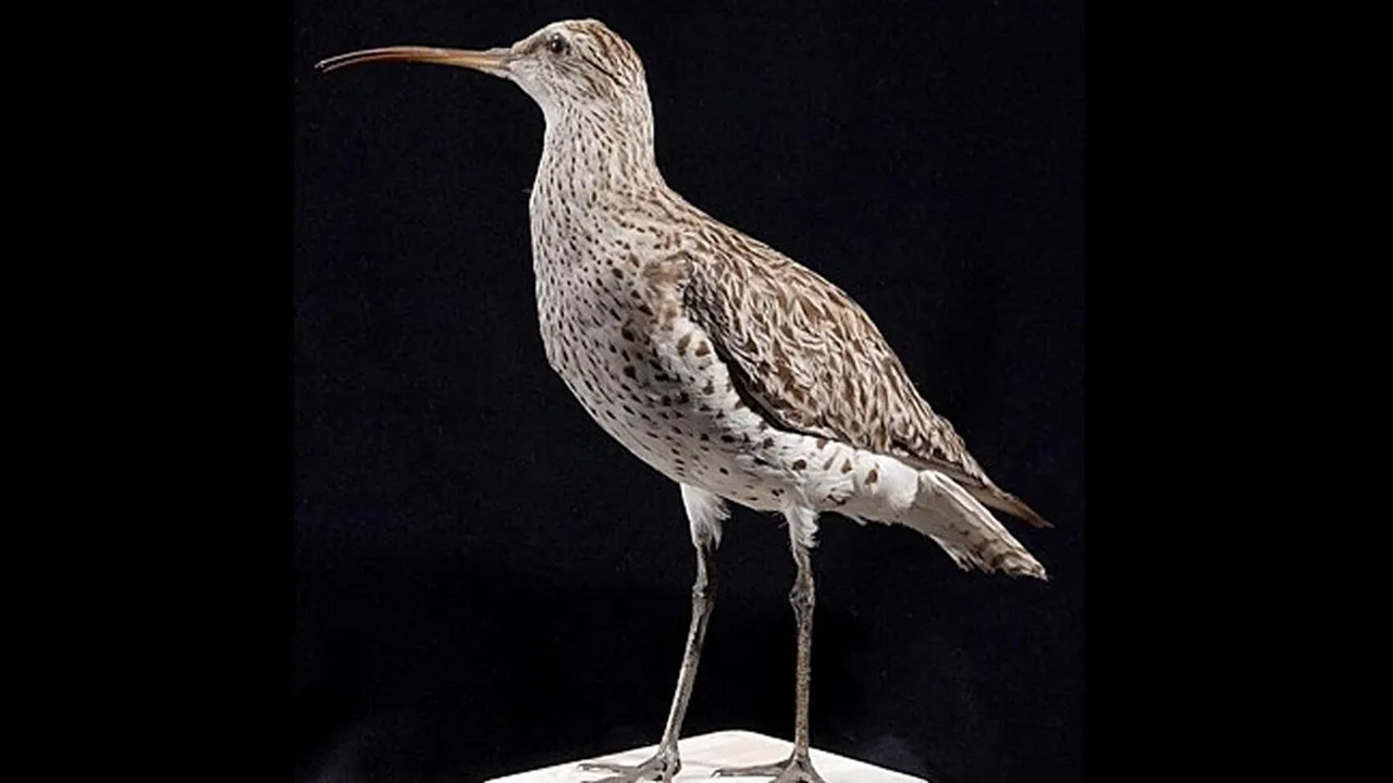 birkac yil once aramizda dolasiyorlardi artik yoklar LBOegA37.jpg