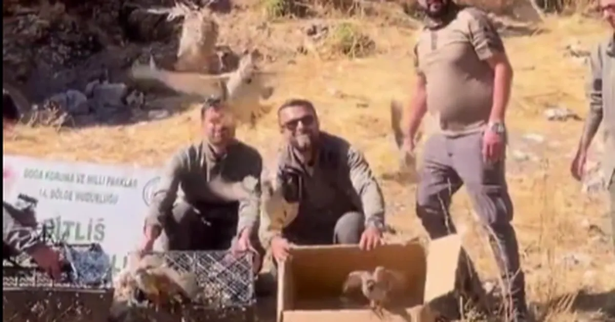 Bitlis’te keklik ticaretine darbe! 90 kınalı keklik doğaya salındı