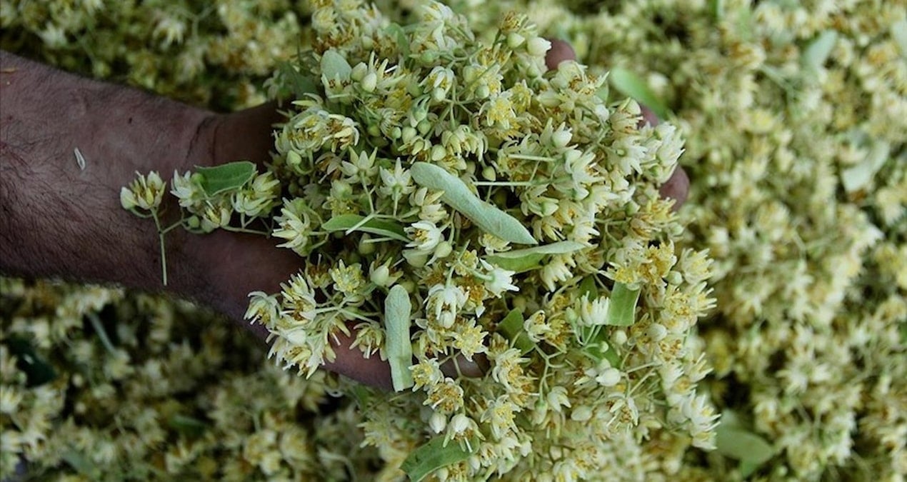 degeri altinla yarisiyor ama sonbahar geldi kapis kapis satiliyor MJE5vjXg.jpg