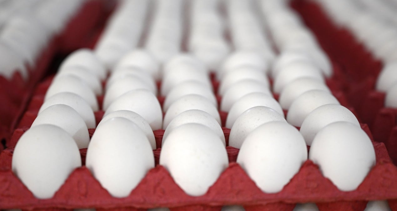 yumurtaya zam gelecek mi en yetkili isim acikladi x6aTOMQb.jpg