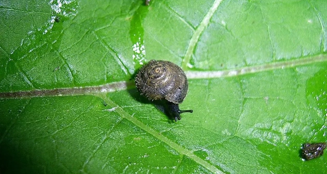 Tırnak büyüklüğündeki salyangoz için seferberlik başladı: Herkes onu kurtarmak istiyor
