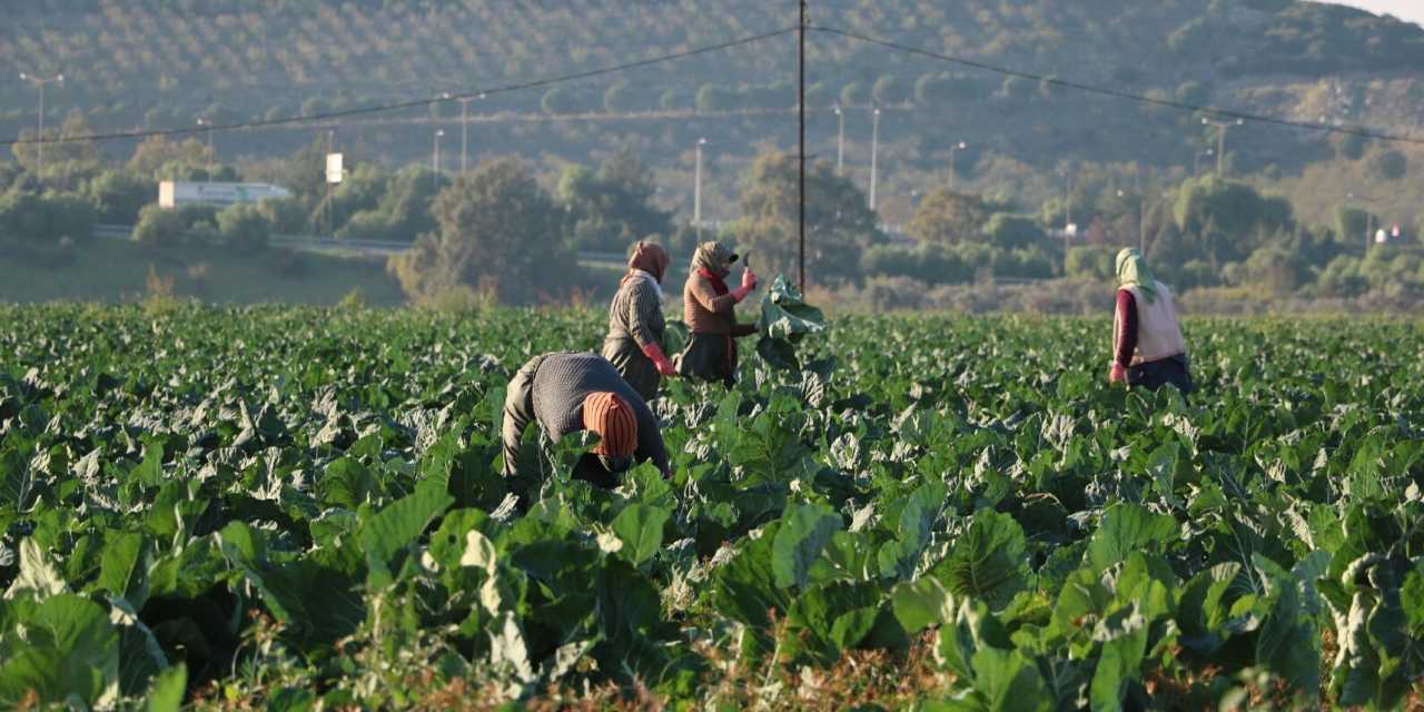 Hepsinin hasadı aynı anda başladı: Türkiye’nin dört bir yanına gönderiliyor