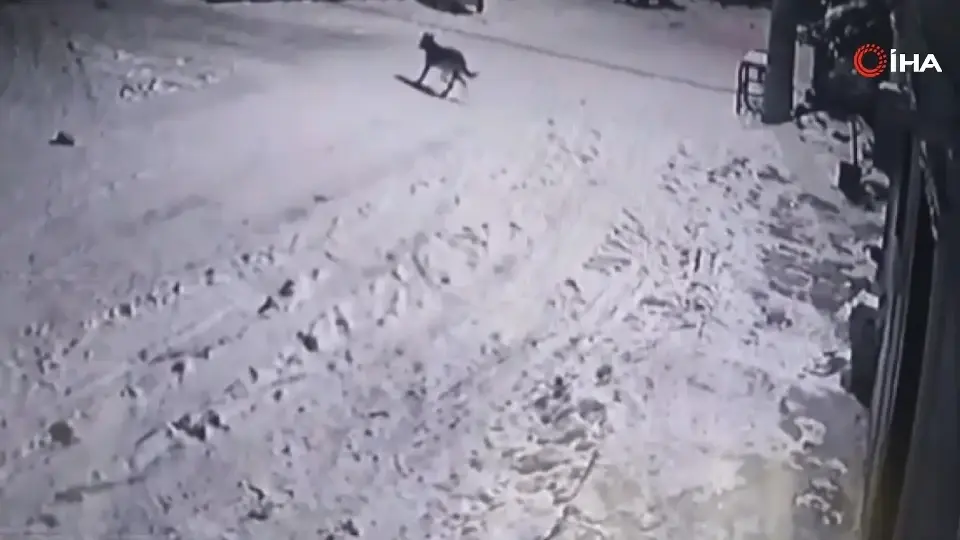 Bahçesine giren kurtları çaydanlıkla kovaladı