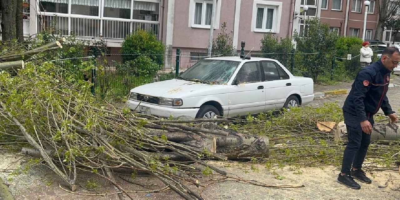 İstanbul’da Şiddetli Rüzgar Etkili Oldu! Beylikdüzü’nde Ağaç Devrildi