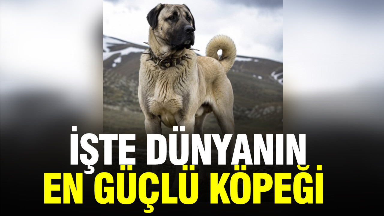 Sivas Kangalı, Dünyanın En Güçlü Köpeği Seçildi