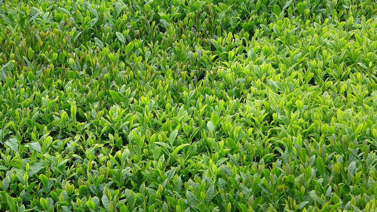 2026 Yaş Çay Sezonu Trabzon’da Coşkuyla Açıldı