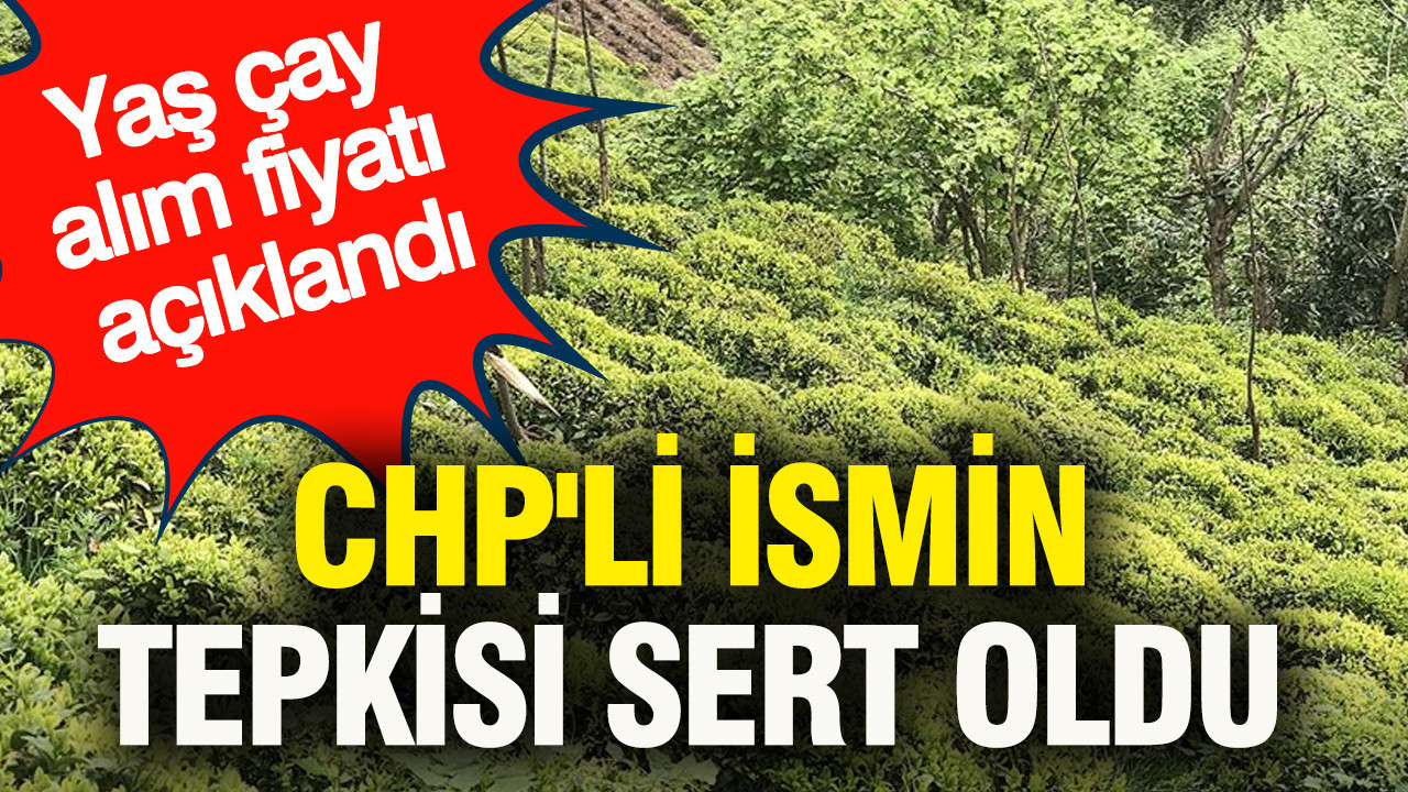 2026 Yaş Çay Alım Fiyatı Açıklandı: CHP’li Orhan Sarıbal’dan Sert Tepki